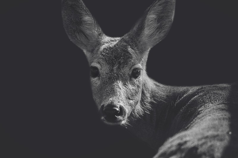 animals, deer, closeup, monochrome