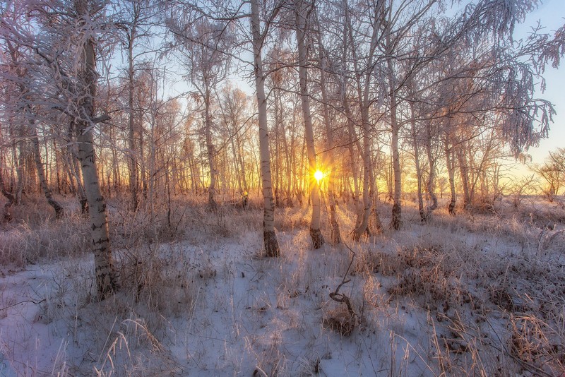landscape, winter, trees, sunlight, nature, snow, birch, sunset