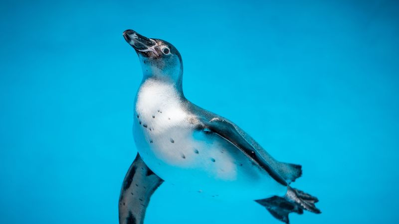 penguin, bird, swim, water, underwater world, 4k