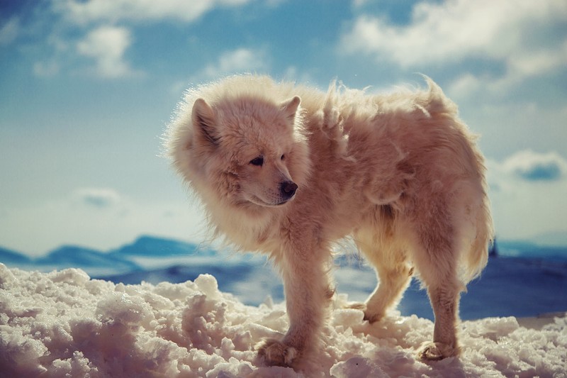animals, snow, closeup, dog