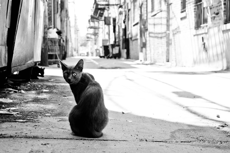 monochrome, photography, cats
