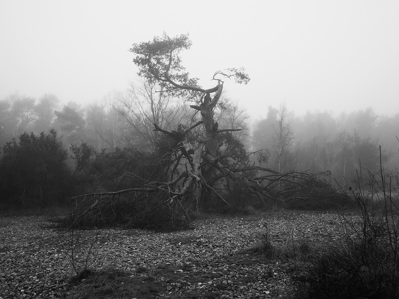 monochrome, photography, dead trees