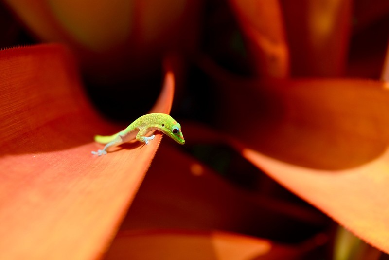 animals, gecko, closeup, macro
