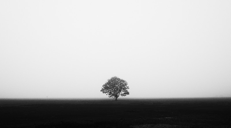 monochrome, photography, symmetry, trees, mist, field, white, black, simple