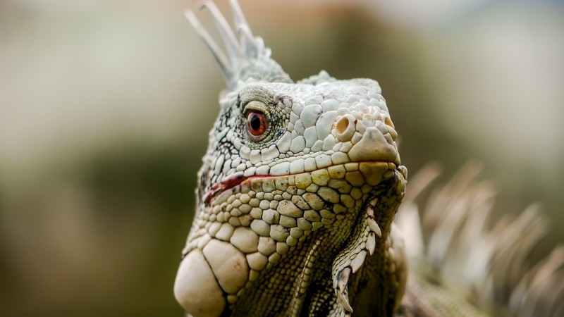 animals, iguana, closeup