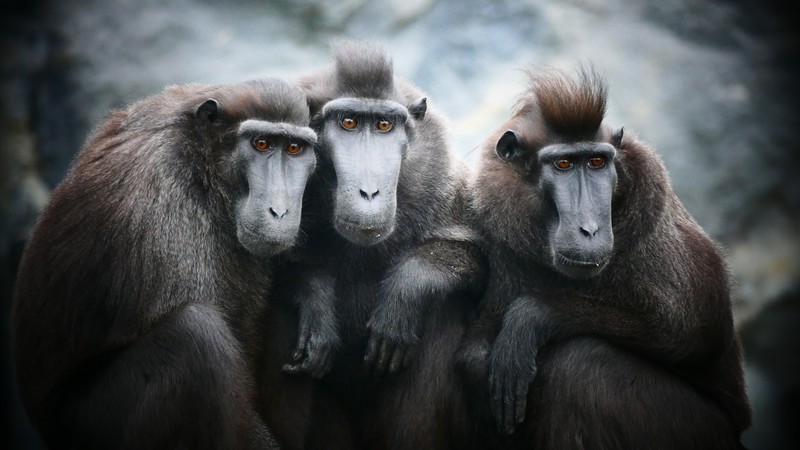 animals, monkey, apes, mammals
