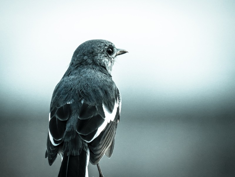 animals, birds, feathers, closeup, depth of field