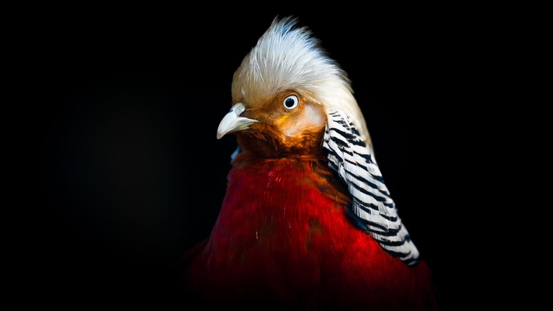 animals, birds, feathers