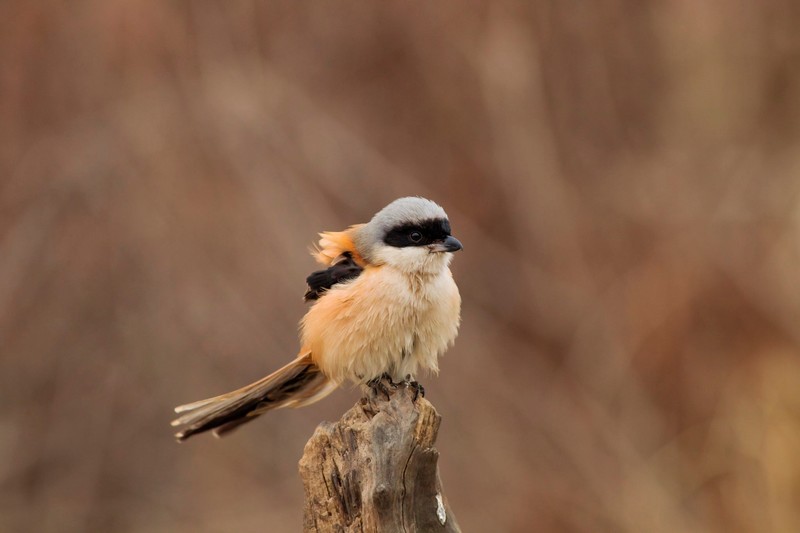 animals, birds, feathers, closeup, depth of field