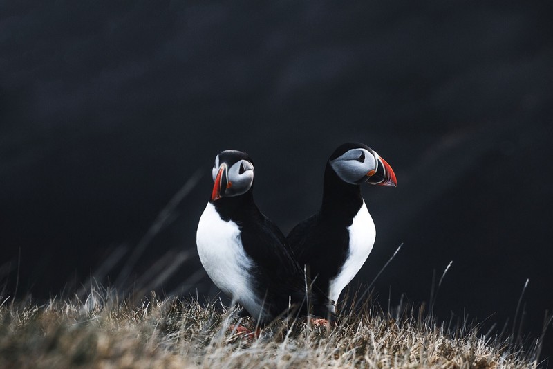 animals, birds, puffins