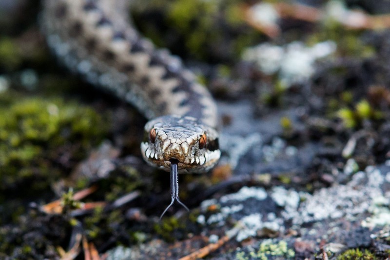 snake, closeup, animals, reptiles