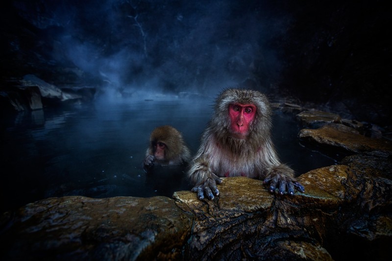 animals, monkey, looking at viewer, swimming, macaques