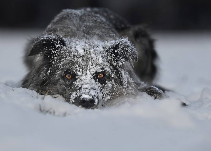 dog, eyes, snow, winter