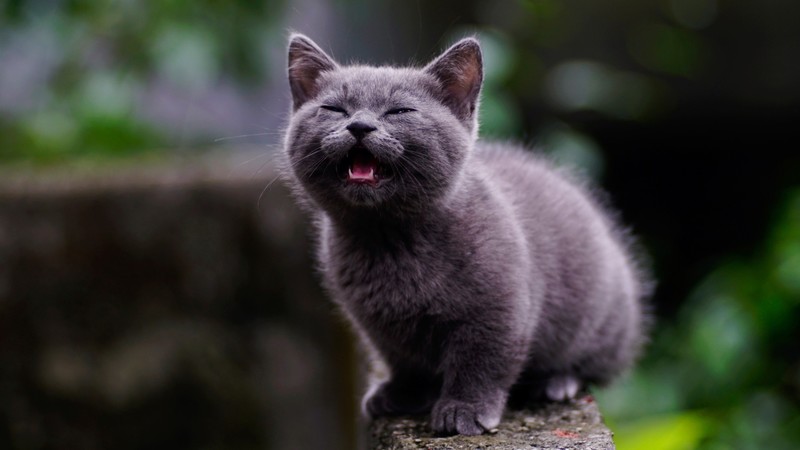 mammals, cats, animals