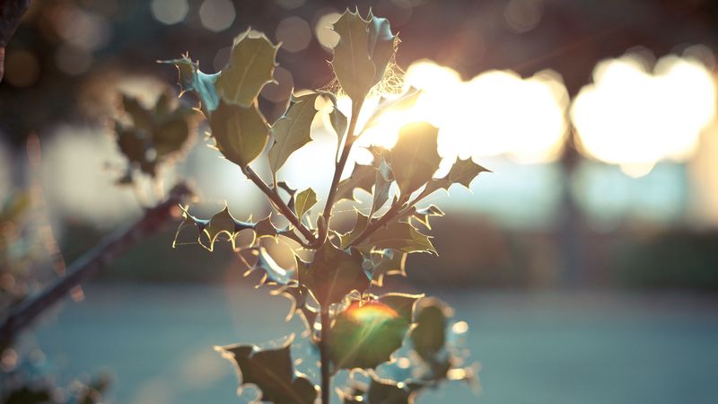 branch, light, flare, bright, leaves, blur, 4k