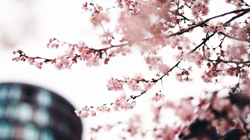 sakura, flowers, pink, tree, branches, city, 4k