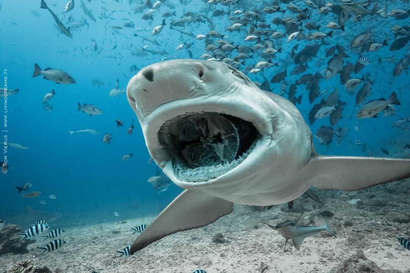 underwater, water, sea, fish, shark, shoal of fish, fangs