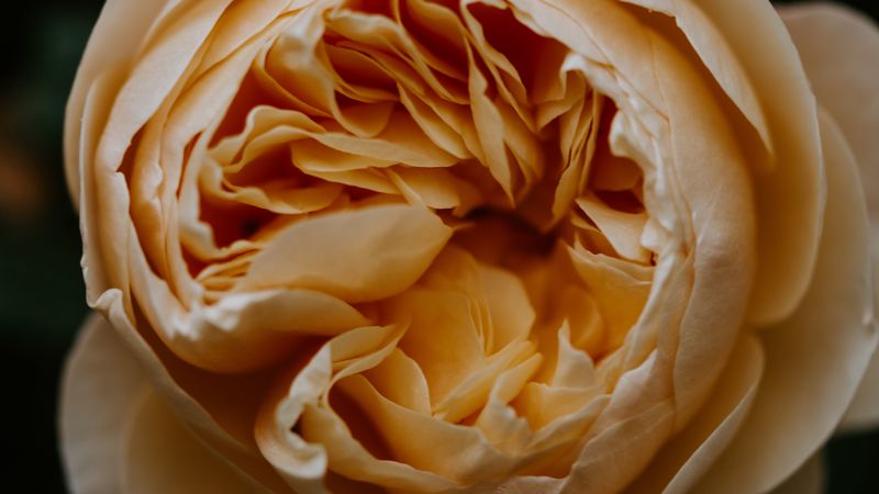 rose, flower, bud, bloom, petals, macro, 4k