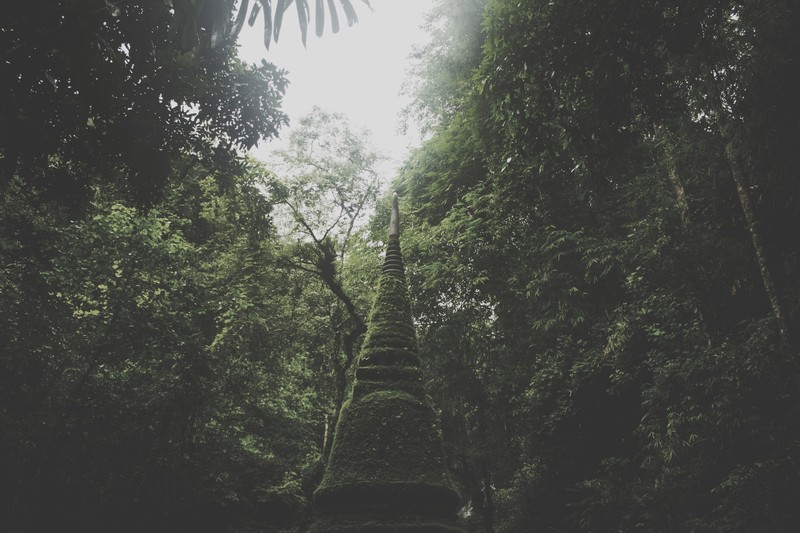 nature, trees, forest, moss, green