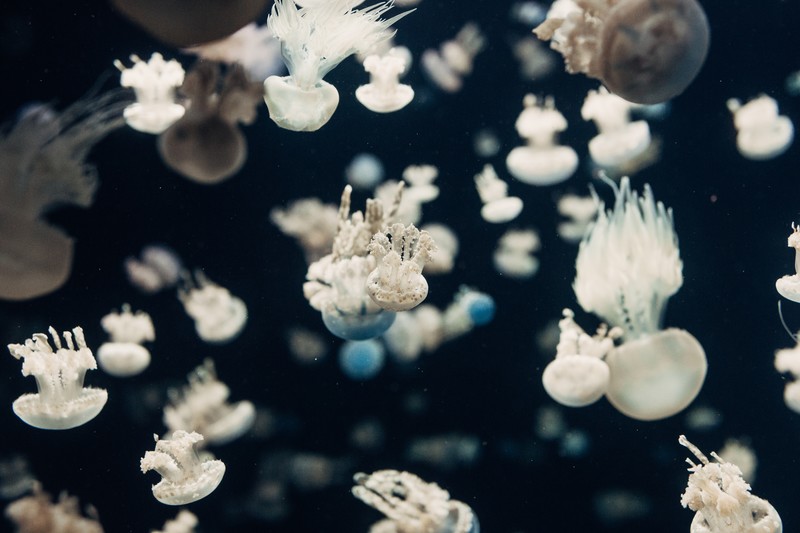 jellyfish, sea, water