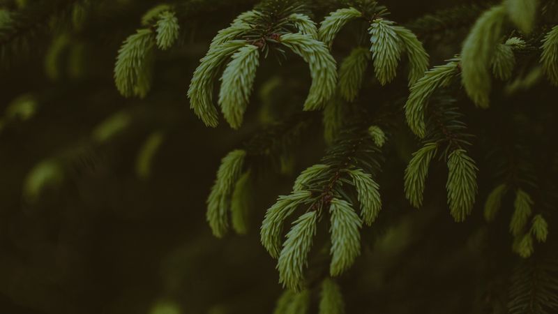 pine, branches, needles, tree, evergreen, 4k
