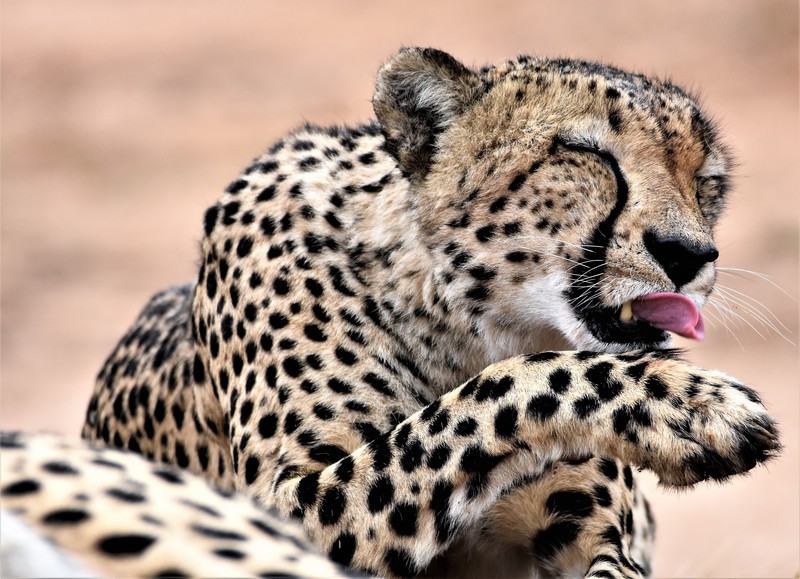 big cats, mammals, animals, cheetah
