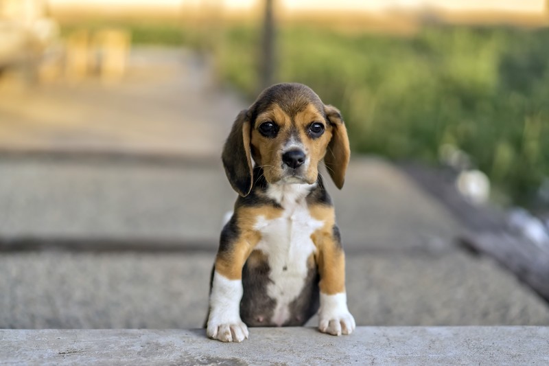 dog, animals, Beagles
