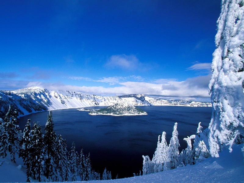snow, winter, pine trees