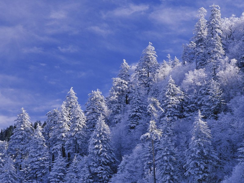 snow, winter, pine trees