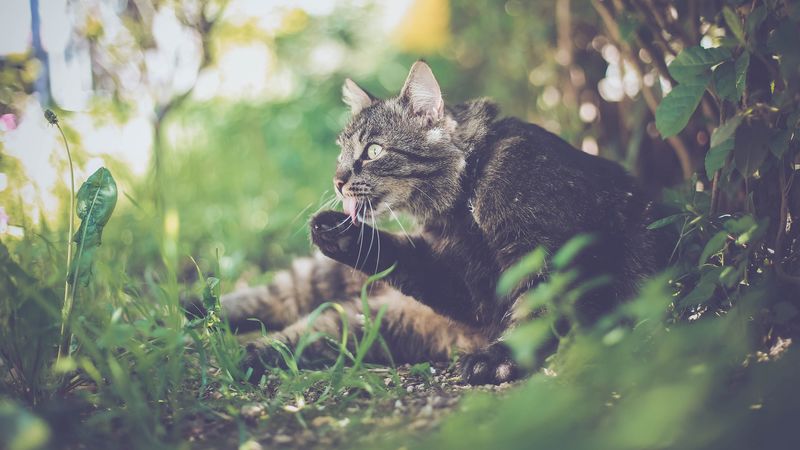 cat, paw, protruding tongue, funny, 4k