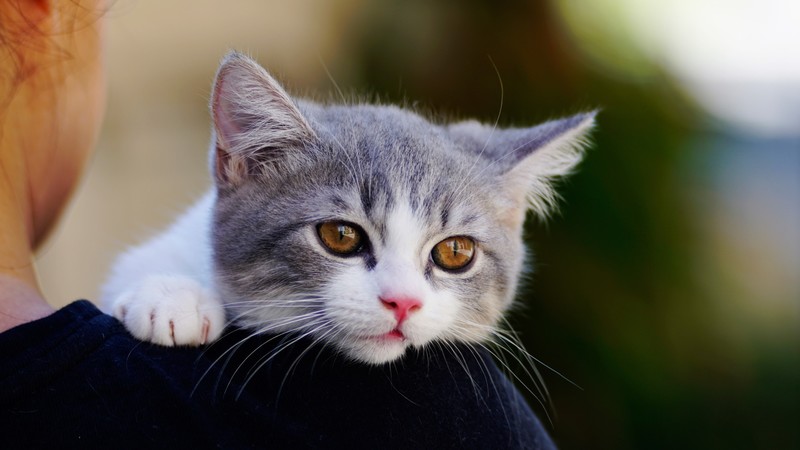 cats, animals, feline, blurred