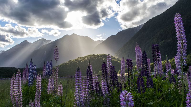 lupine, flowers, mountains, landscape, nature, 4k