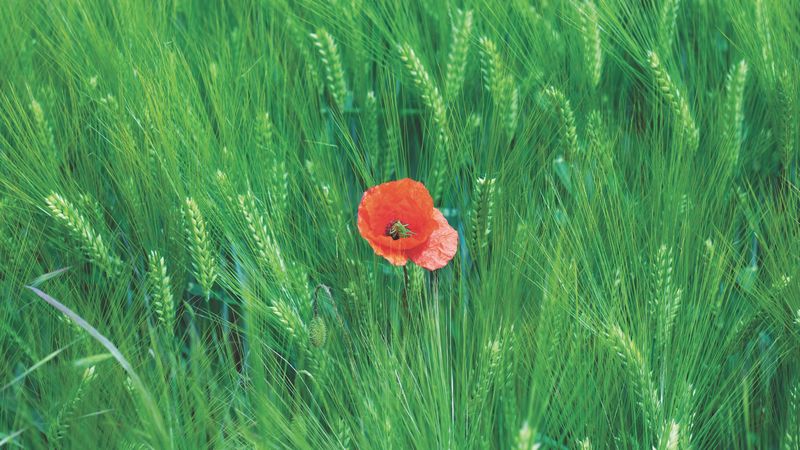 rye, poppy, flower, spikelets, field, 4k