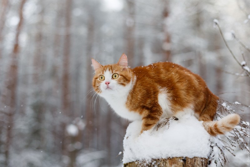 winter, snow, animals, cats
