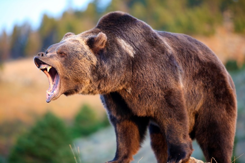 wildlife, animals, bears, Grizzly bear, Grizzly Bears