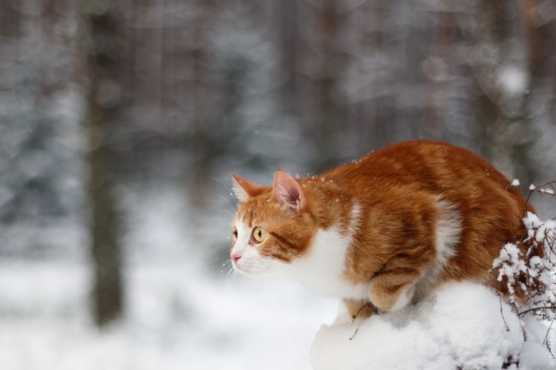 winter, snow, animals, cats