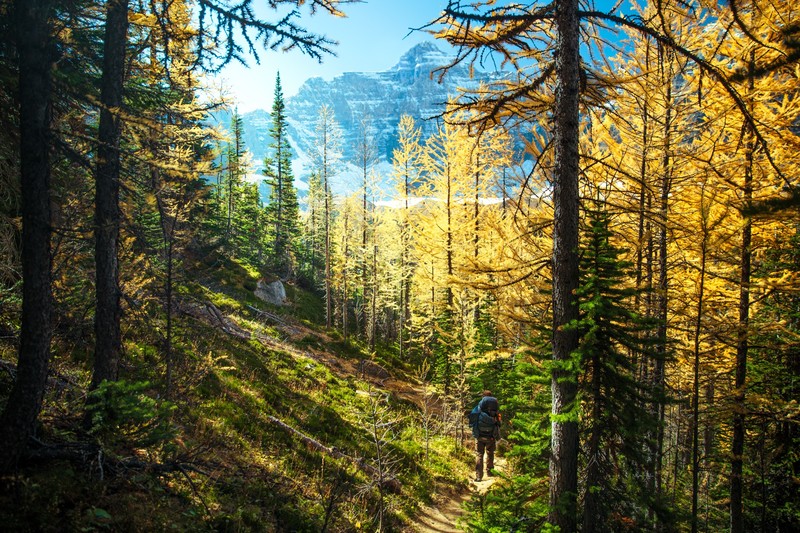 nature, trees, landscape, hiking, forest, path