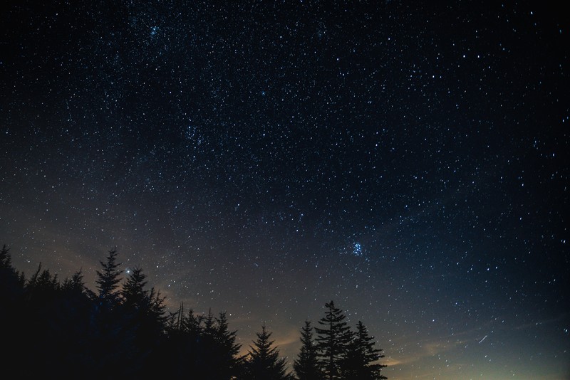 forest, trees, starry night, nature