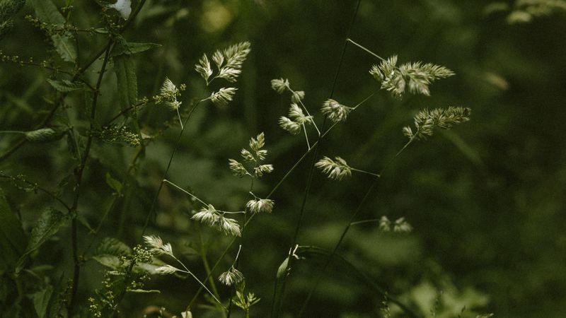 grass, stems, spikelets, green, plants, wild, 4k