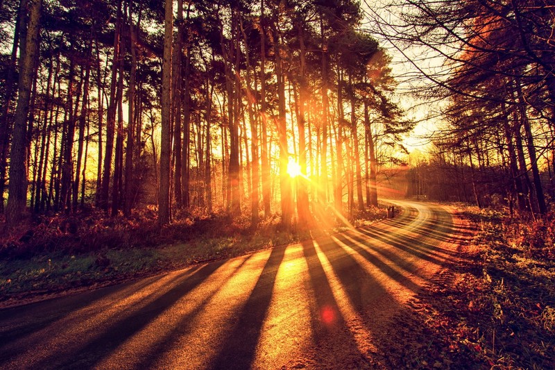 Sun, sunlight, road, trees