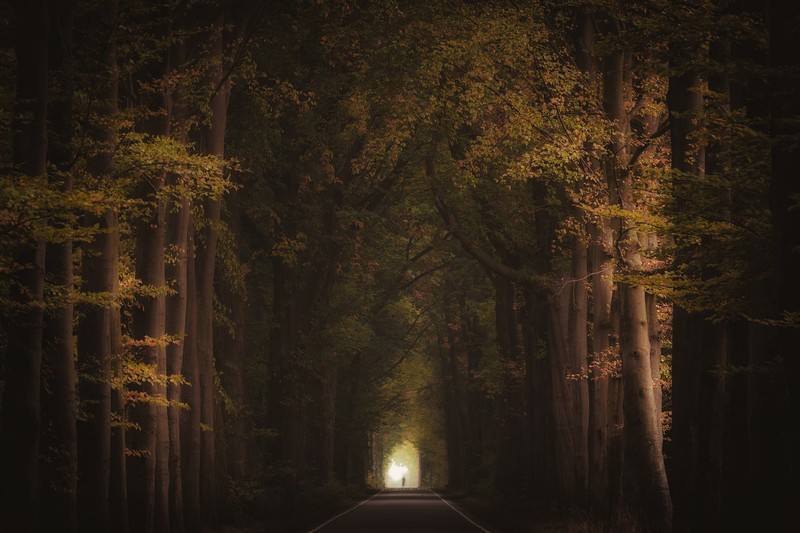 seasons, road, trees