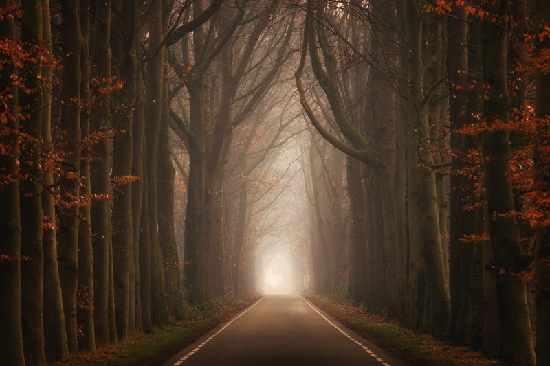 seasons, road, trees
