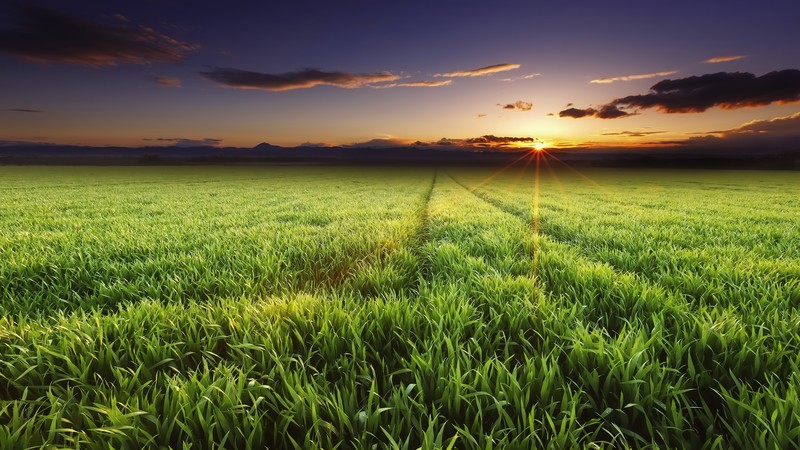 landscape, nature, sunset, panoramas, sunlight, sky, field, plants, clouds