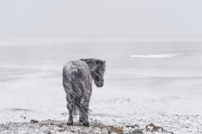 cold, winter, landscape, snow, horse, animals, snowing