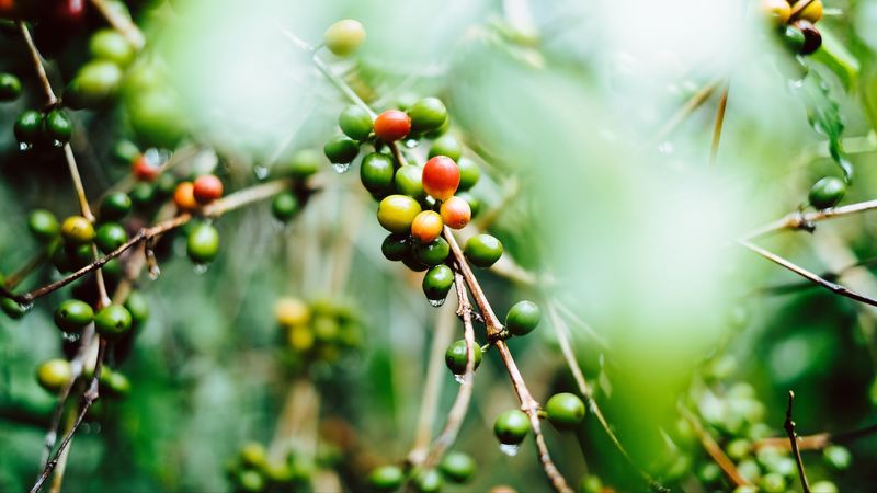 coffee, fruit, twig, green, wet, plant, 4k