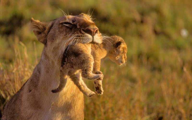 lion, peacefull, landscape
