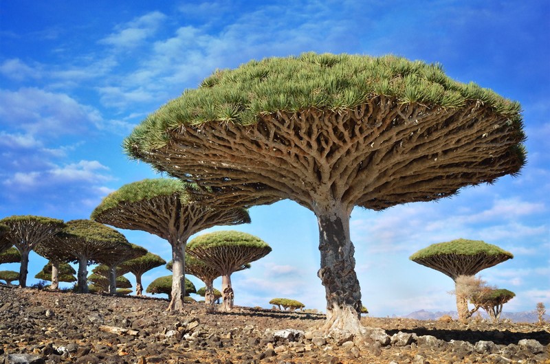 nature, trees, rock, Yemen