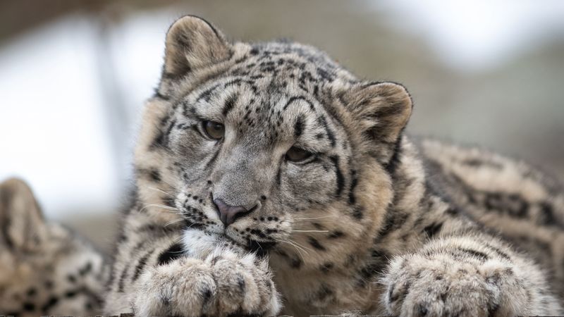 snow leopard, leopard, cub, predator, spotted, wildlife, 4k