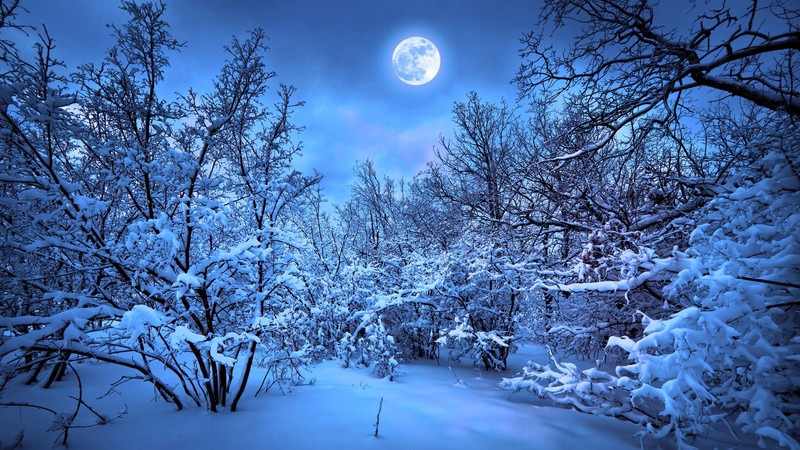 nature, snow, night, cyan, blue, winter, Moon