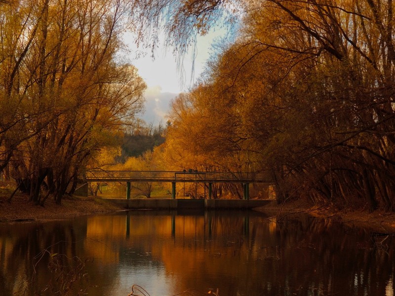 nature, forest, bridge, red
